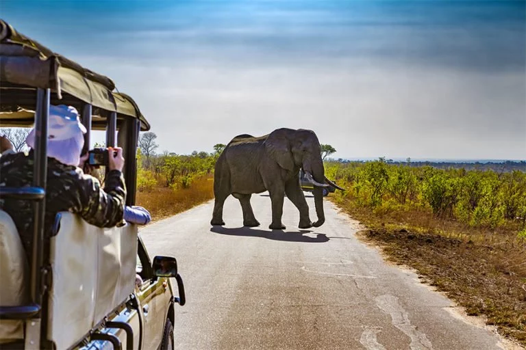 Comment réaliser un Safari en Afrique ?