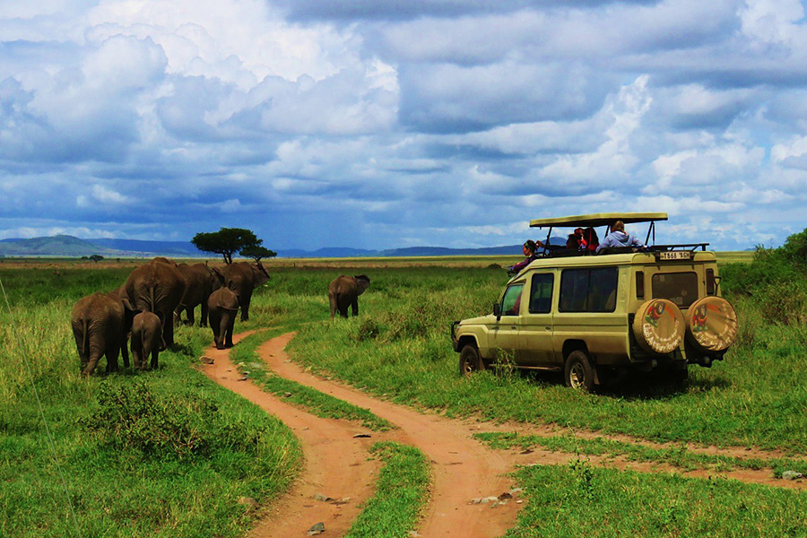 safari en groupe tanzanie