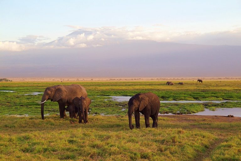Votre premier safari en Afrique : tout ce que vous devez savoir
