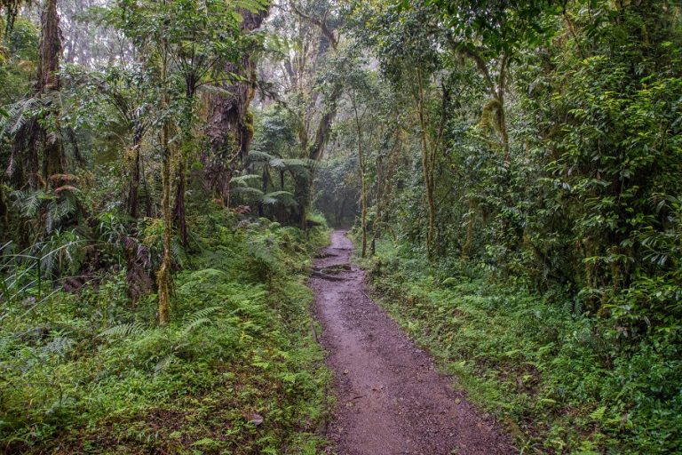 Faire une randonnée sur un circuit en Tanzanie