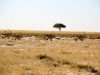 Partir en Namibie à la découverte des meilleurs safaris
