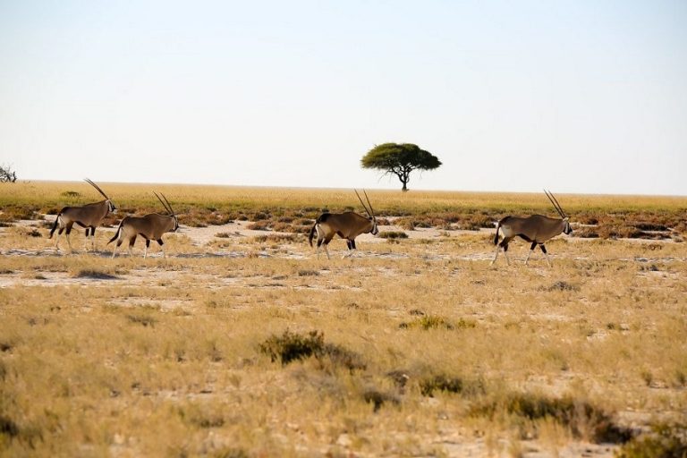 Partir en Namibie à la découverte des meilleurs safaris