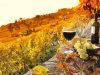 Tourisme viticole: des activités ludiques et enrichissantes à partager