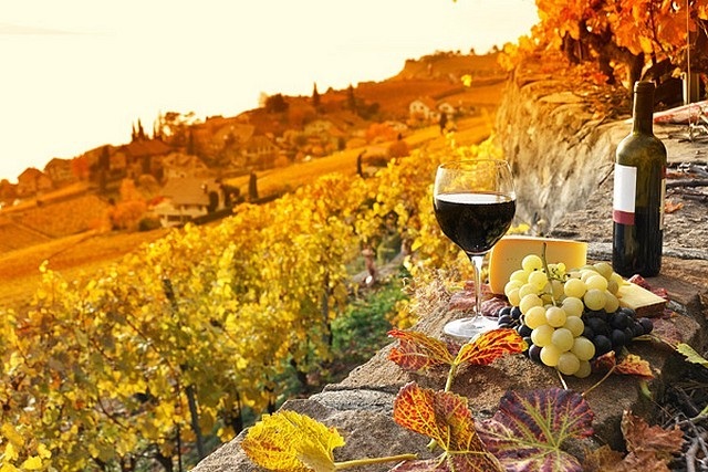 Tourisme viticole: des activités ludiques et enrichissantes à partager