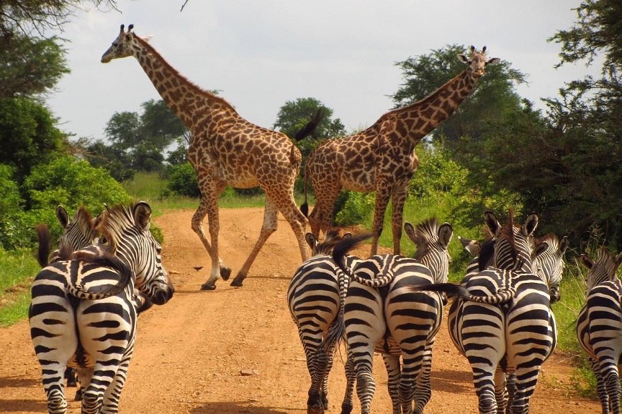 Oraganiser un safari de luxe en Tanzanie