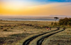Le Kenya, l’endroit idéal pour vos prochaines vacances