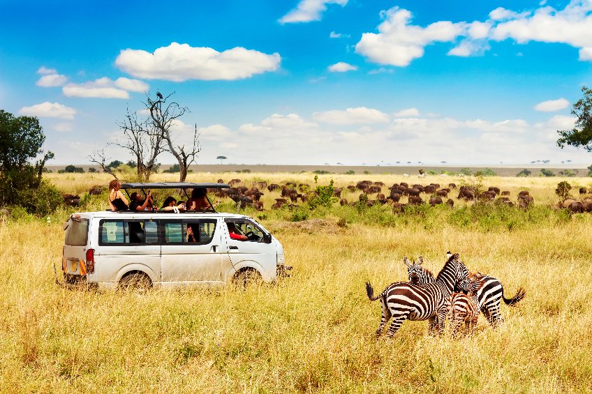 safari tanzanie saison